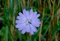 Chicory flower